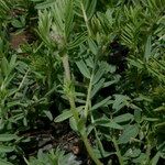 Vicia argentea Hábito
