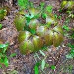 Aralia nudicaulis Folio