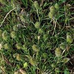 Trifolium angustifolium Mosusu