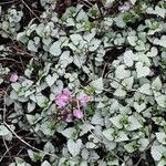 Lamium maculatum Habit