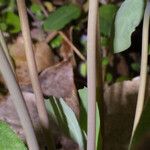 Jeffersonia diphylla Kůra