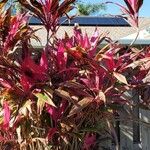 Cordyline fruticosaBlad