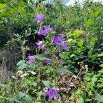 Campanula tracheliumFlower