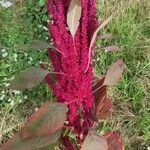 Amaranthus caudatusBlomma