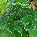 Leea guineensis Leaf