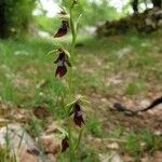 Ophrys insectifera ফুল