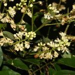 Leptolobium panamense Flower