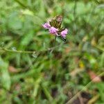 Elephantopus elatus Flor
