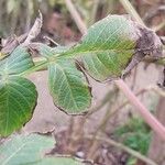 Dahlia imperialis Leaf