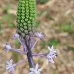 Scilla hyacinthoides Floare