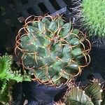 Mammillaria magnimamma Blatt