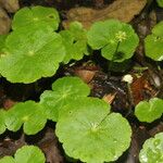 Hydrocotyle leucocephala Cvet