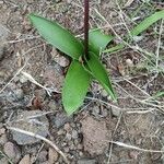 Scilla haemorrhoidalis Leaf