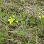 Lomatium triternatum Λουλούδι