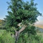 Sclerocarya birrea Лист