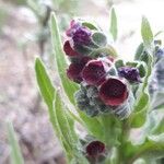 Cynoglossum officinaleBlüte