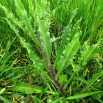 Cirsium canum Foglia