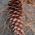 Pinus monticola Fruto