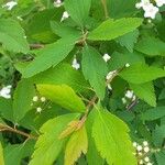 Spiraea × vanhouttei Leht