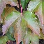 Parthenocissus tricuspidata Leaf