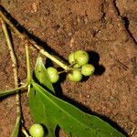 Peddiea africana Frucht