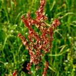 Rumex thyrsoides Liść