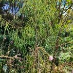 Dacrydium cupressinum List