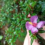 Monochaetum vulcanicum Flower