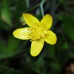 Ranunculus orthorhynchus Květ