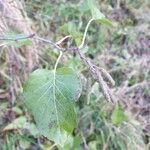 Alnus cordata Fuelha