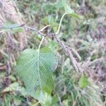 Alnus cordata Leaf