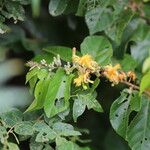 Grewia carpinifolia Flor