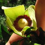 Mkilua fragrans Flower