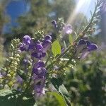 Scutellaria incana Flor