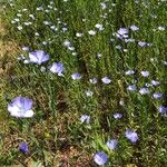 Linum usitatissimum花