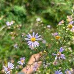 Symphyotrichum oolentangiense 花