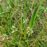 Lysimachia candida عادت