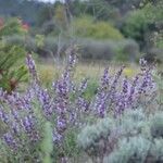 Salvia × auriculata