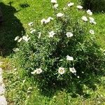 Cistus ladanifer عادت