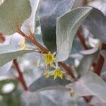 Elaeagnus commutata Blomma