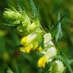 Rhinanthus major Blomma