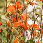 Geum coccineum ശീലം