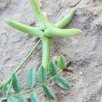 Astragalus asterias Fruit