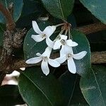 Osmanthus delavayi Blüte