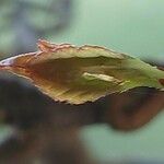 Acer buergerianum Blad