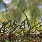 Epidendrum conopseum Celota