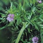 Geranium dissectum 花