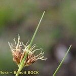 Rhynchospora fusca Fruit