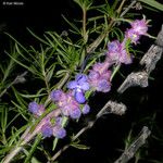 Trichostema lanatum Hábito