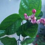 Clerodendrum splendens 花